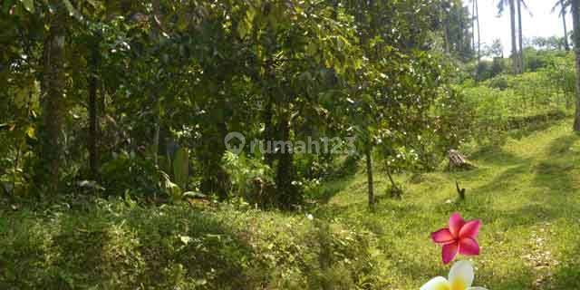 Jtu 1003, 40 Are Vacant Land in Payangan Bali Suitable for Investment 1