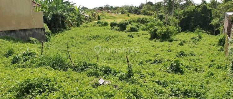 Tanah:2185 M2(21,85 Are ) Full View Sawah Super Langka Siap Bangun Di Babakan Canggu Bali  1