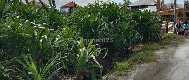 Tanah:2250 M2(22,5 Are ) Super Langka Siap Bangun Di Tumbak Bayuh Pererenan Bali  1