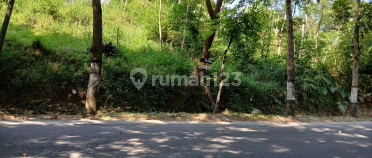 Lahan Bagus Lbr Depan +-85 mtr,cocok unt agrowisata  1