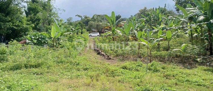 Tanah Luas Padat Murah Cocok Unt.kavling Rumah/ Resto/ Pesantren 1