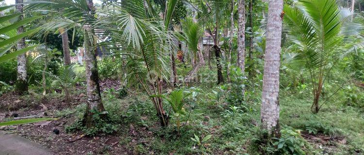 Tanah di Dadirejo, Bagelen cocok untuk perkebunan atau rumah tinggal dekat ke bandara YIA  1