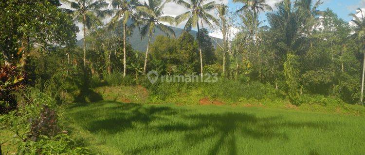 Absolute Natural Set 7450 Sqm Freehold Land in Sanda Tabanan Bali 1