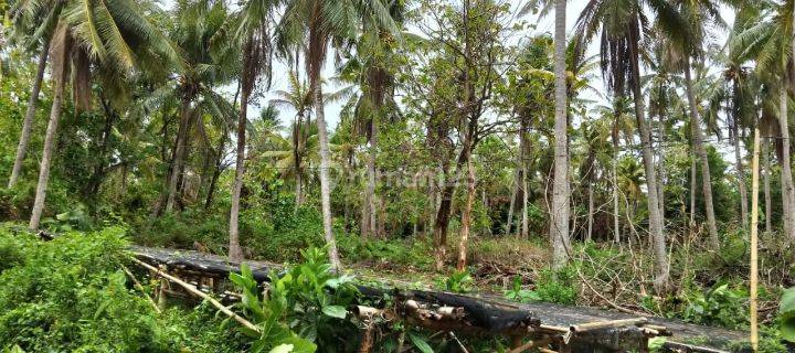 Tanah Karimunjawa Termurah SHM 1,6 Ha 1