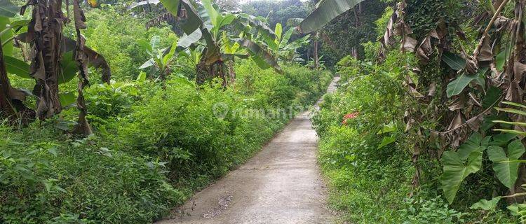 Tanah Kebun di Bandungan Semarang 8500m2 Shm 1