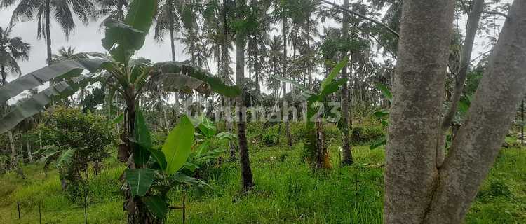 Tanah Siap Buat Usaha Perkebunan Apa Aja 1