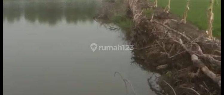 tambak udang ikan tawar aktif 1