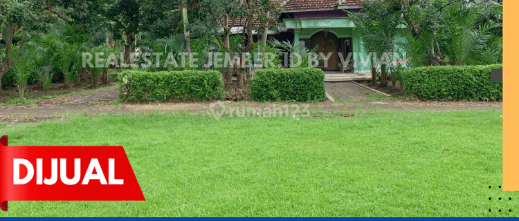 Rumah Dan Halaman Luas Di Wilayah Ajung Jember 1