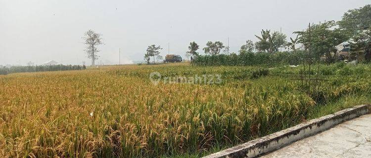 Tanah sawah produktif di Ciranjang Cianjur  1