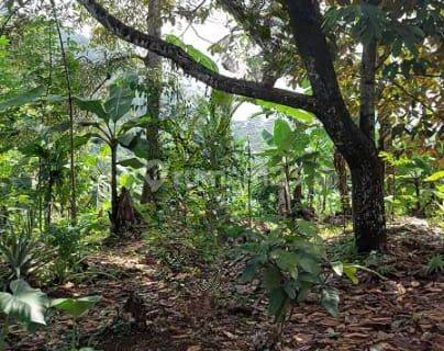 Tanah kebun di Desa Cirawa mekar, kecamatan Cipatat Bandung Barat 1