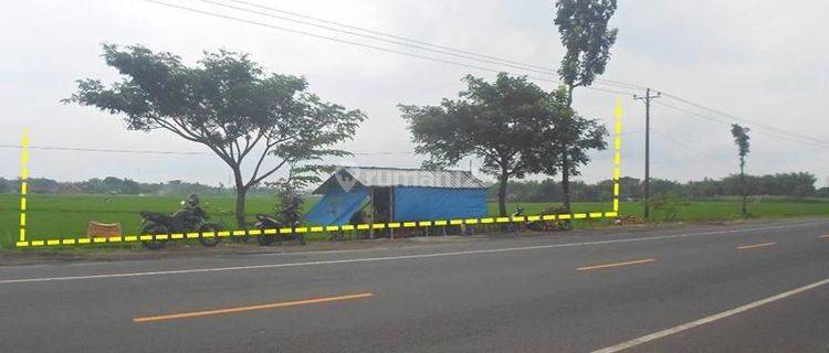 Lahan murah zona industri dekat tol di Sambung macan sragen  1