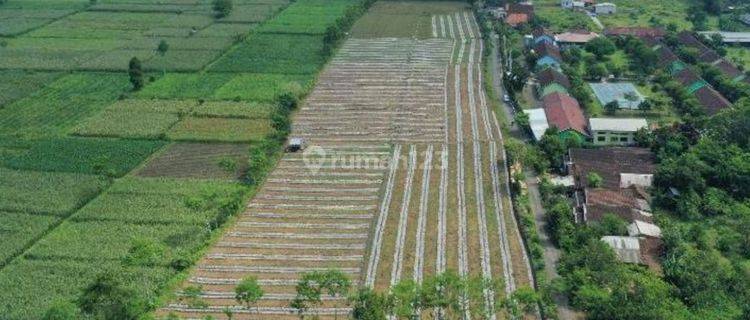 Akses Jalan Mudah Tanah Pertanian Aktif 2.4ha Tempeh Lor Lumajang Murah 144rb An m2 1