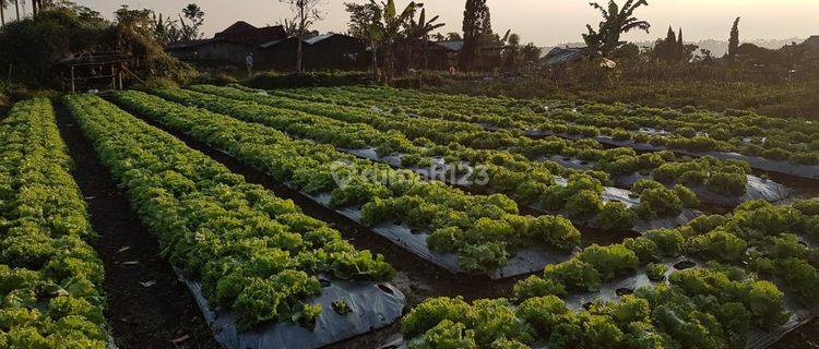 Tanah Dijual di Cianjur, Cipanas, Strategis, Akses Mudah 1