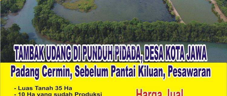 Bu Tambak Udang 35 Ha Sudah Produksi di Padang Cermin 1