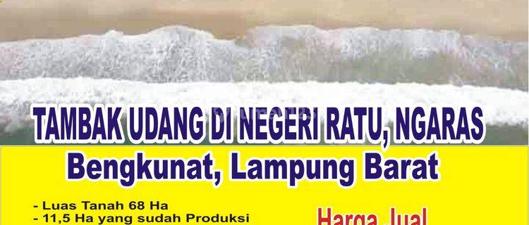 Tambak Udang Sudah Produksi Dan Masih Berjalan di Bengkunat 1