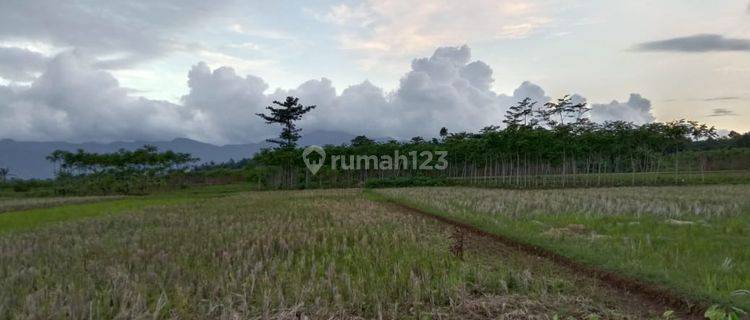 Dijual Tanah Luas Dekat Bandara di Purbalingga 1