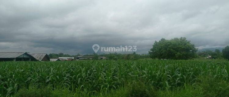 Tanah Luas di Daerah Kembaran Purwokerto 1