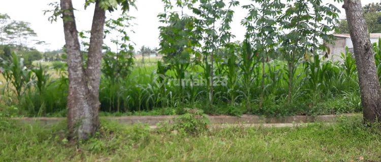 Tanah Sawah di Daerah Padamara Purbalingga 1