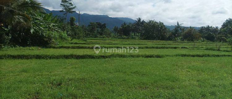 Dijual Tanah Sawah Pinggir Jalan Daerah Pekuncen, Banyumas 1