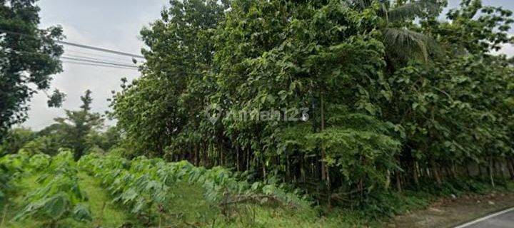 Dijual Tanah Akses Tronton di Purbalingga 1