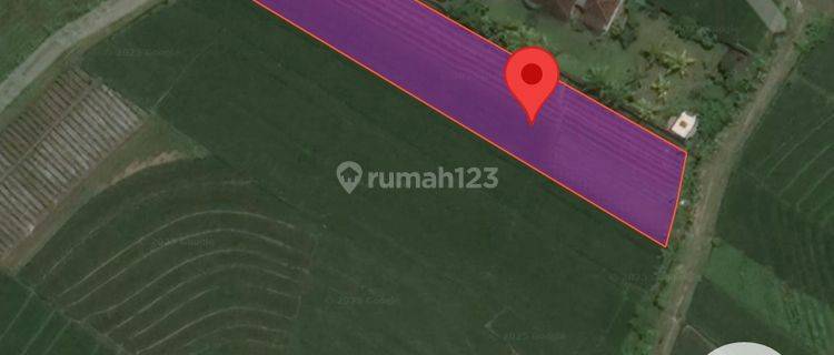 Tanah Ditabanan 32.0 are di Jl. Tibu Biyu, Kelating, Kec. Kerambitan, Kabupaten Tabanan, Bali, Tibubiyu 1