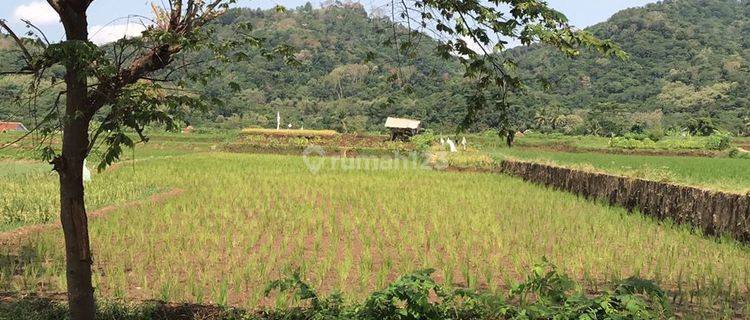 Sawah Lokasi Strategis Pinggir Jalan Raya Kramatwangi 1