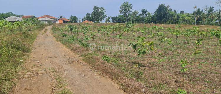 Tanah di Sindangbarang Cianjur, 2 KM dari Pantai Karang Potong 1