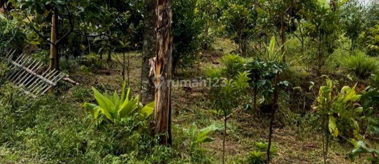 Tanah Kebun Bagus Untuk Agrobisnis Dan Sungai Dan Mata Air Sendiri 1