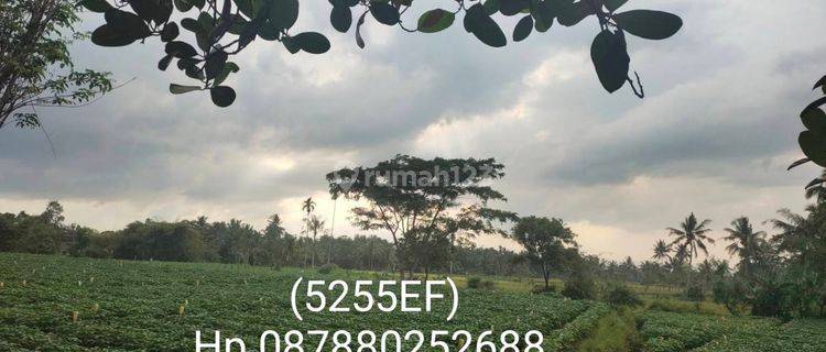 5255ef Tanah di Pujer, Bondowoso, Jawa Timur 16.000 m² 1