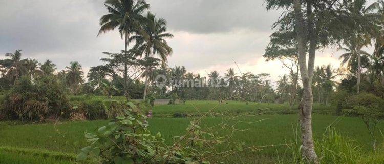 5256ef Tanah di Pujer, Bondowoso, Jawa Timur 2.900 m² 1