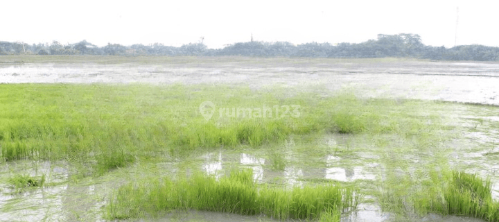 Di Jual Tanah Sawah Luas Di Cikarang 1