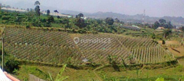 Dijual Tanah Bonus Pohon Alpukat Dan Kandang Sapi Lembang Bandung 1