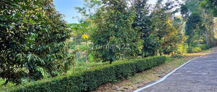 Dijual Tanah Kebun Durian Mojogedang Karanganyar 1