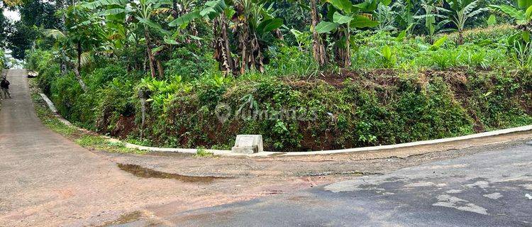 Kebun Durian Siap Berbuah Mojogedang Karanganyar 1