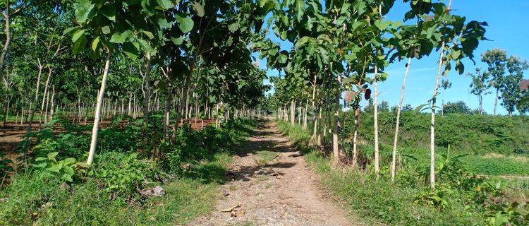 Dijual Tanah Sawah 60 Juta Kedawung Sragen 1