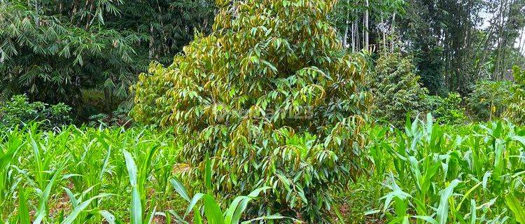 Kebun Durian Siap Berbuah 1018 m² Karanganyar 1