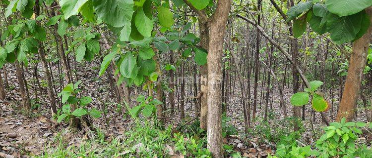 Tanah Kebun Jati Murah Hanya 55 Ribu m Sragen  1