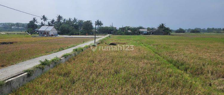 Dijual Tanah Sawah Jalan Lingkar Timur Cilacap Selatan Jawa Tengah 1