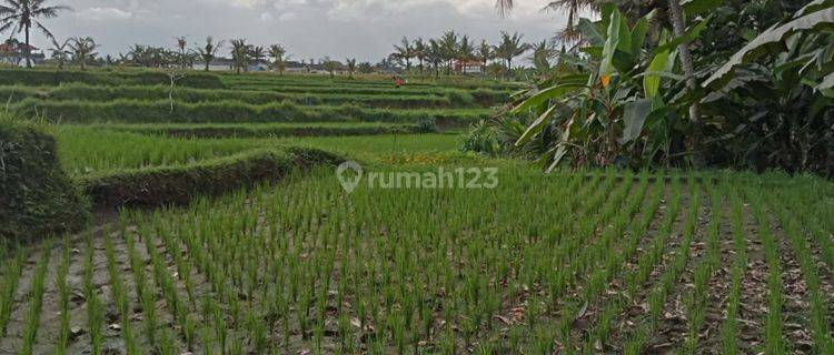 Premium Land Ubud Singakerta Rice Field View 1