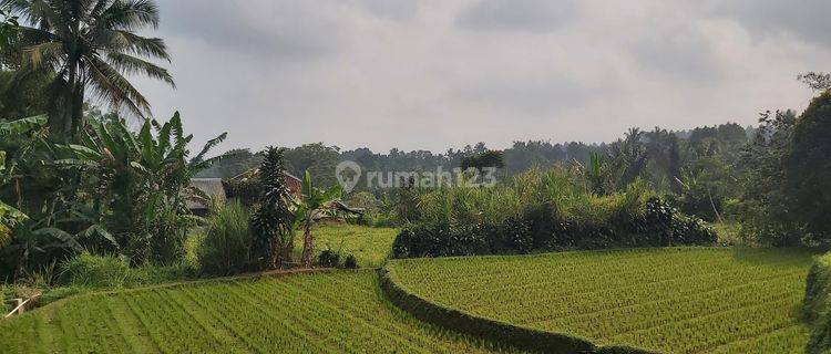 TANAH SAWAH FAN KEBUN COCOK VILLA dan PERTANIAN DESA WANAYASA PWK 1