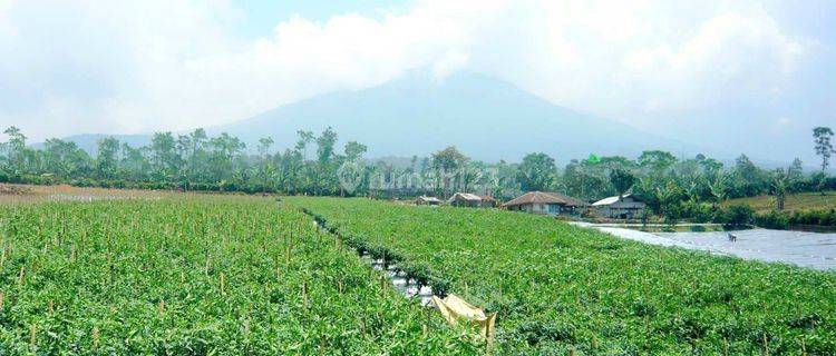 Tanah Perkebunan di Desa Kebon Peteuy Cianjur SHM 1