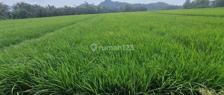 Dijual Cepat  Hanya 53rbu/M2 Sawah Cantik Dengan View Gunung Di Palopo 1