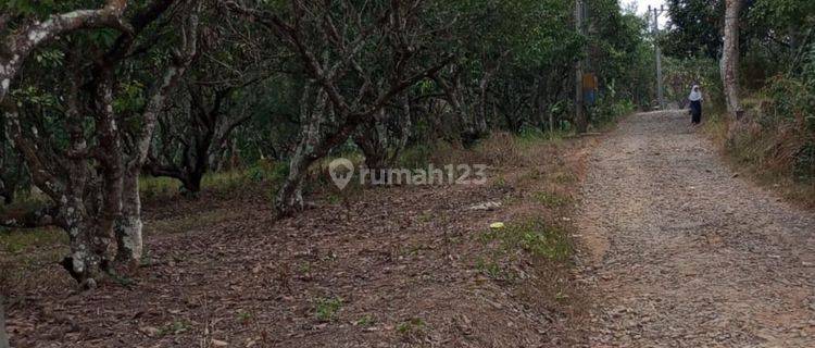 Kebon Rambutan msh Produktif 37 pohon di Maja 1