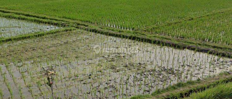 Tanah View Sawah Di Kaba Kaba Kediri Tabanan Dekat Seseh Canggu  1