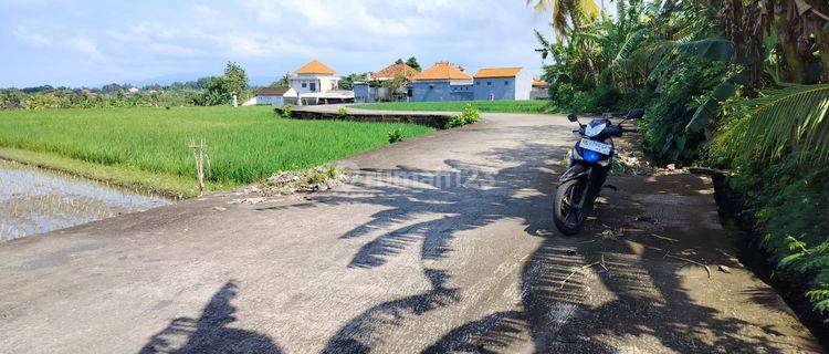 Tanah Murah Dekat Pantai Kelating Tabanan Dkt Soori Bali  1