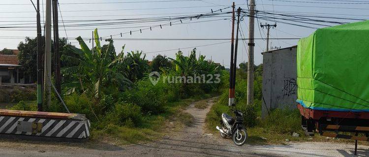 Tanah Cocok Untuk Tambak Budidaya Ikan Di Dampyak.tegal 1