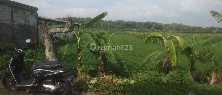 Tanah Sawah Produktif Murah Tepi Jalan Utama, Klego Boyolali 1