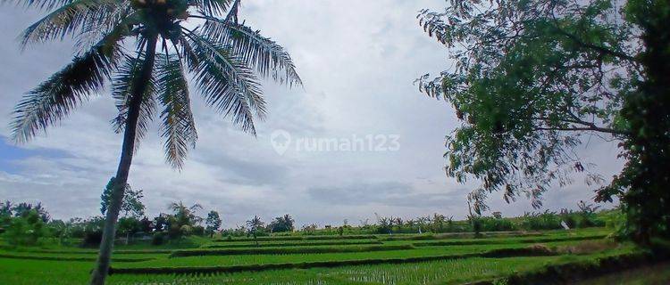 RICE FIELD AND RIVER VIEW LAND FOR LEASE IN SINGAPADU TENGAH - UBUD - BALI 1
