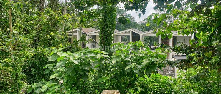 For Lease Vacant Land In Tegallalang Ubud Bali 1