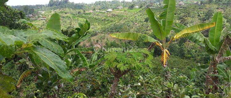 20 Are Land Beautiful View Quick Sale In Pelaga Badung Bali 1